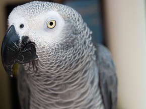 african grey parrot by Badr Naseem