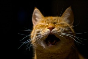 cat scream by Mingo Hagen