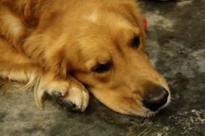 dog tired by Augustin Chiam