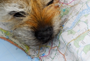 dog with map by danny chapman