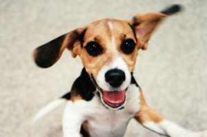 excited puppy by eric danley