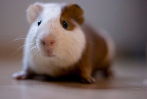 Guinea Pig by Katherine-McAdoo