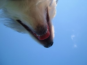 panting dog by Les Chatfield