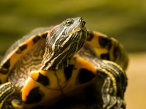Terrapin by William Warby