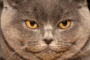 5295586535_2cbecbbc41_b