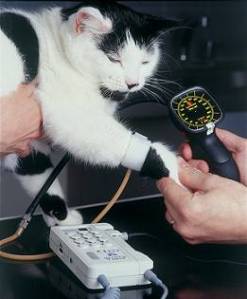 We can measure blood pressure in cats using either a limb or the tail!