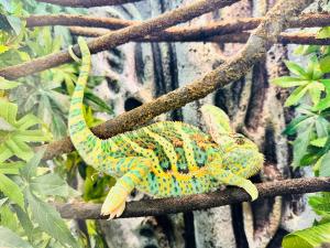 Rango, veiled chameleon at PACIFIC PETS
