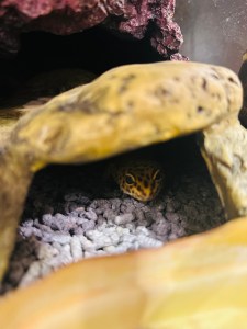 Doe Doe-Leopard Gecko