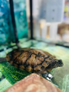 Lu Lu, a Red-eared Slider turtle at PACIFIC PETS